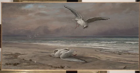 Den döende sjömåsen, 1879